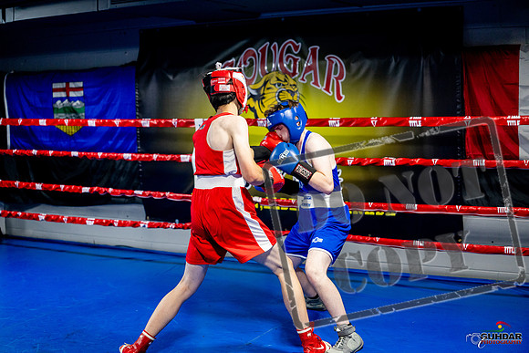 Cougar boxing June 7th 2025-0876