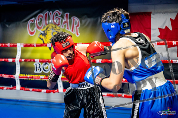 Cougar boxing June 7th 2025-0614