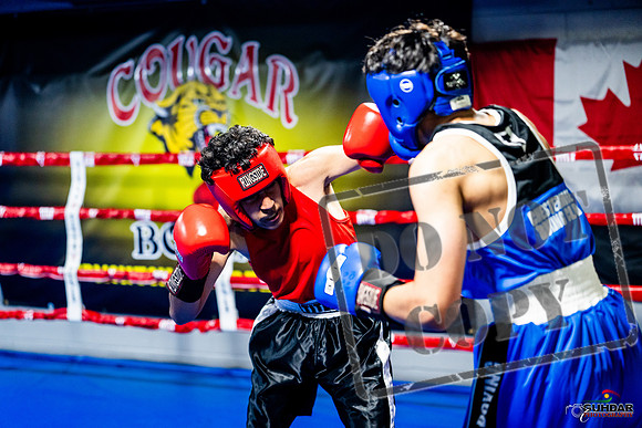 Cougar boxing June 7th 2025-0615