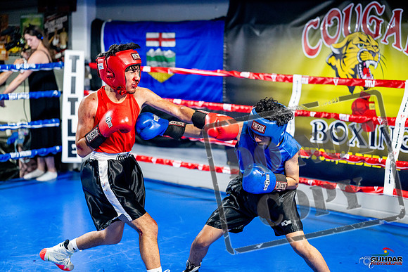 Cougar boxing June 7th 2025-0271