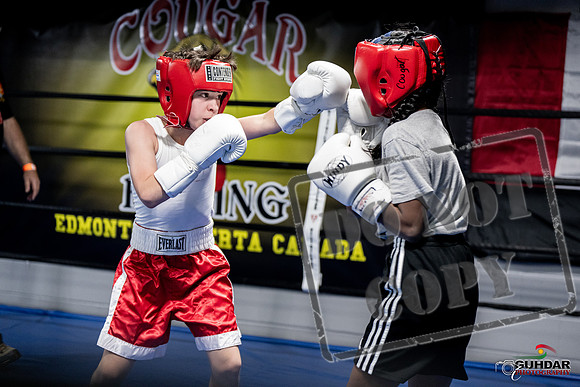Cougar Boxing -0005