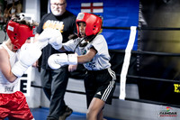 Cougar Boxing -0003