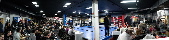 Cougar Boxing -0106