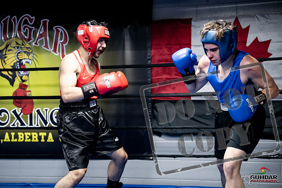 Cougar Boxing -0312