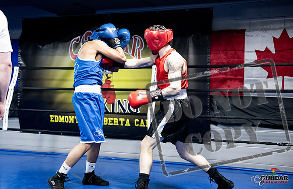 Cougar Boxing -0421