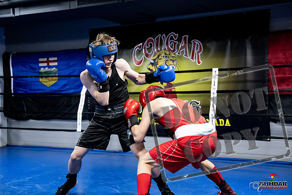 Cougar Boxing -0616