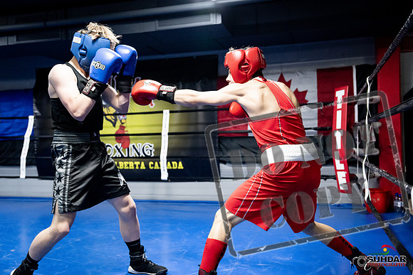 Cougar Boxing -0623