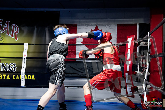 Cougar Boxing -0634