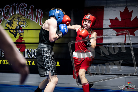 Cougar Boxing -0638
