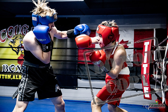 Cougar Boxing -0656