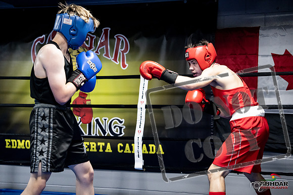 Cougar Boxing -0659