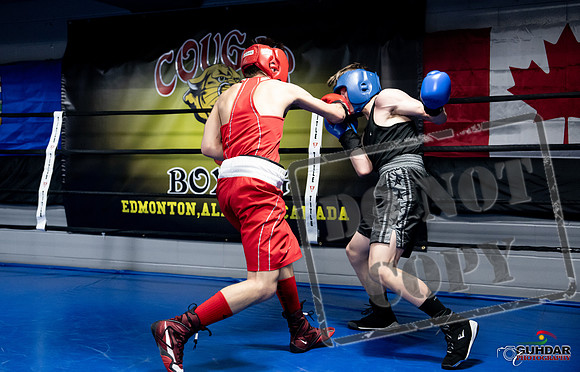 Cougar Boxing -0667