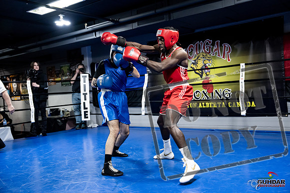 Cougar Boxing -0695