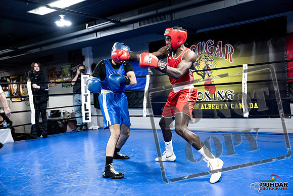 Cougar Boxing -0696