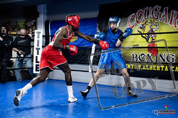 Cougar Boxing -0702