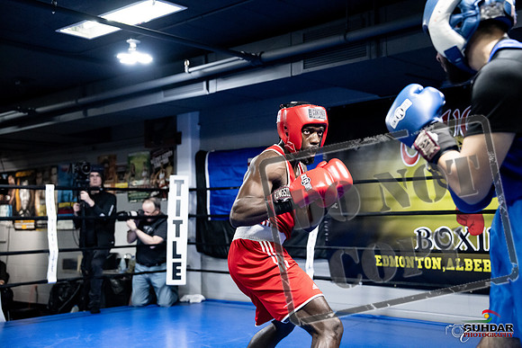 Cougar Boxing -0707