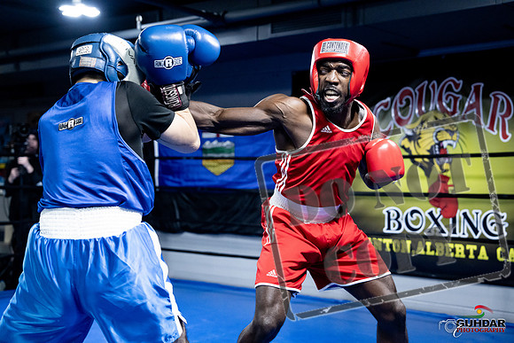 Cougar Boxing -0710