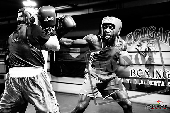 Cougar Boxing -0711