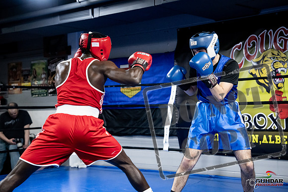 Cougar Boxing -0720