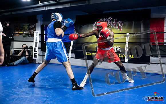 Cougar Boxing -0721
