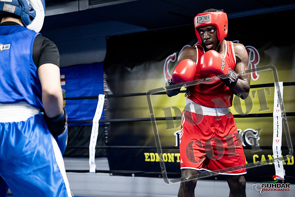 Cougar Boxing -0751