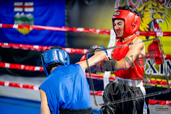 Cougar boxing June 7th 2025-0223