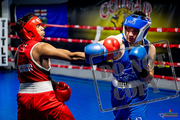 Cougar boxing June 7th 2025-0330