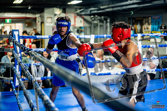Cougar boxing June 7th 2025-0623