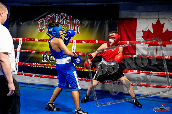 Cougar Boxing Basement Brawl -0628