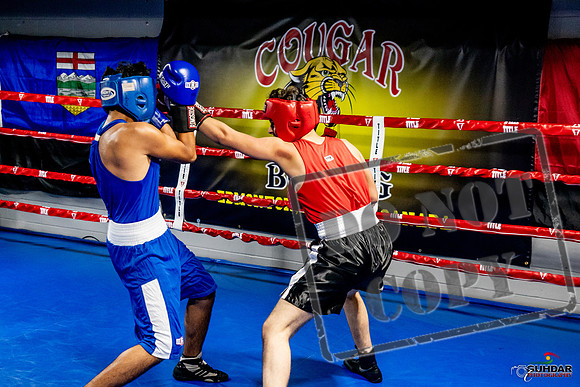 Cougar Boxing Basement Brawl -0610
