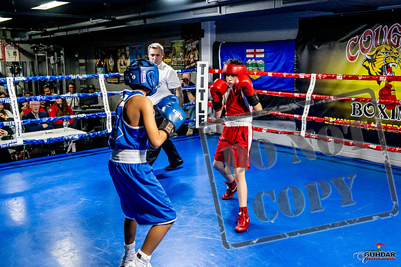 Cougar Boxing Basement Brawl -0319