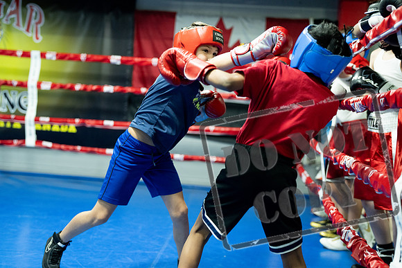 Cougar Boxing -0007