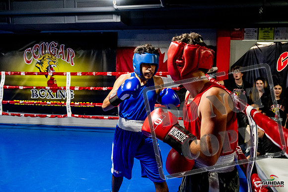 Cougar Boxing Basement Brawl -0632
