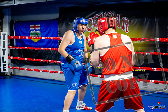 Cougar boxing June 7th 2025-0741
