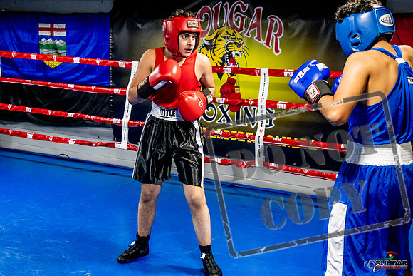 Cougar Boxing Basement Brawl -0614