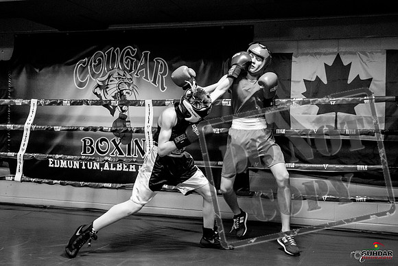 Cougar Boxing Basement Brawl -0206